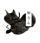 トラリーニョ（個別スタンプ：4）