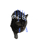 トラリーニョ（個別スタンプ：7）