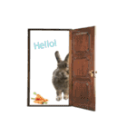 うさぎのヌーノイ（個別スタンプ：1）