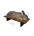 うさぎのヌーノイ（個別スタンプ：6）