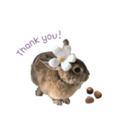 うさぎのヌーノイ（個別スタンプ：8）
