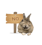 うさぎのヌーノイ（個別スタンプ：13）