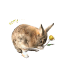 うさぎのヌーノイ（個別スタンプ：14）