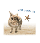 うさぎのヌーノイ（個別スタンプ：16）
