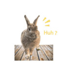 うさぎのヌーノイ（個別スタンプ：19）