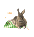 うさぎのヌーノイ（個別スタンプ：22）