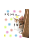 三毛猫ことちゃん（個別スタンプ：1）