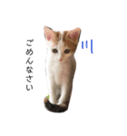三毛猫ことちゃん（個別スタンプ：2）