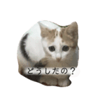 三毛猫ことちゃん（個別スタンプ：4）