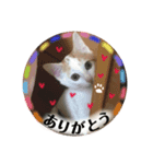 三毛猫ことちゃん（個別スタンプ：5）