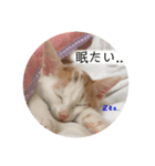 三毛猫ことちゃん（個別スタンプ：6）