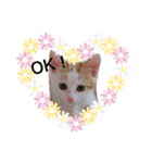 三毛猫ことちゃん（個別スタンプ：7）