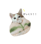 三毛猫ことちゃん（個別スタンプ：8）