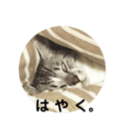 ききさん（個別スタンプ：9）