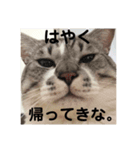 ききさん（個別スタンプ：13）