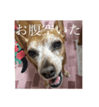 僕の名前はピース（個別スタンプ：4）