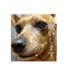 僕の名前はピース（個別スタンプ：7）