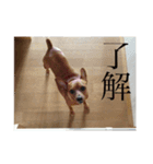 僕の名前はピース（個別スタンプ：8）