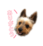 ヨーキーのさくたろうスタンプ（個別スタンプ：2）