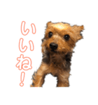 ヨーキーのさくたろうスタンプ（個別スタンプ：8）