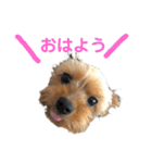 ヨーキーのさくたろうスタンプ（個別スタンプ：14）