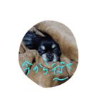 テテとノンの日常②（個別スタンプ：16）