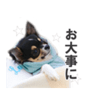 チワワのピカソ（個別スタンプ：5）
