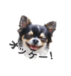 チワワのピカソ（個別スタンプ：6）