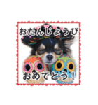 チワワのピカソ（個別スタンプ：13）