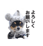 チワワのピカソ（個別スタンプ：17）