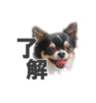 チワワのピカソ（個別スタンプ：22）