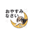 チワワのピカソ（個別スタンプ：24）