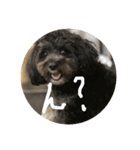 世界に晒される事を知らない黒犬（個別スタンプ：1）