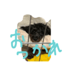 世界に晒される事を知らない黒犬（個別スタンプ：2）