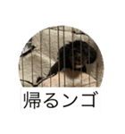 世界に晒される事を知らない黒犬（個別スタンプ：5）