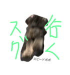 世界に晒される事を知らない黒犬（個別スタンプ：6）