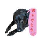 黒ラブ はなちゃん3（個別スタンプ：15）