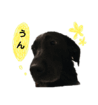 黒ラブ はなちゃん3（個別スタンプ：33）