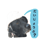 黒ラブ はなちゃん3（個別スタンプ：35）