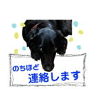 黒ラブ はなちゃん3（個別スタンプ：38）