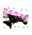黒柴うめ（個別スタンプ：4）