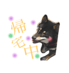 黒柴うめ（個別スタンプ：8）