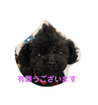 巨大ポメと極小トイプー（個別スタンプ：27）