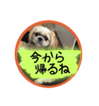 シーズー親子のまいにち②（個別スタンプ：1）
