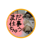シーズー親子のまいにち②（個別スタンプ：2）