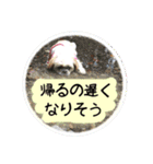 シーズー親子のまいにち②（個別スタンプ：3）