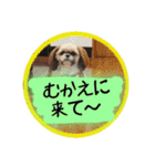 シーズー親子のまいにち②（個別スタンプ：4）