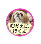 シーズー親子のまいにち②（個別スタンプ：5）