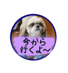シーズー親子のまいにち②（個別スタンプ：6）