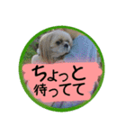 シーズー親子のまいにち②（個別スタンプ：9）